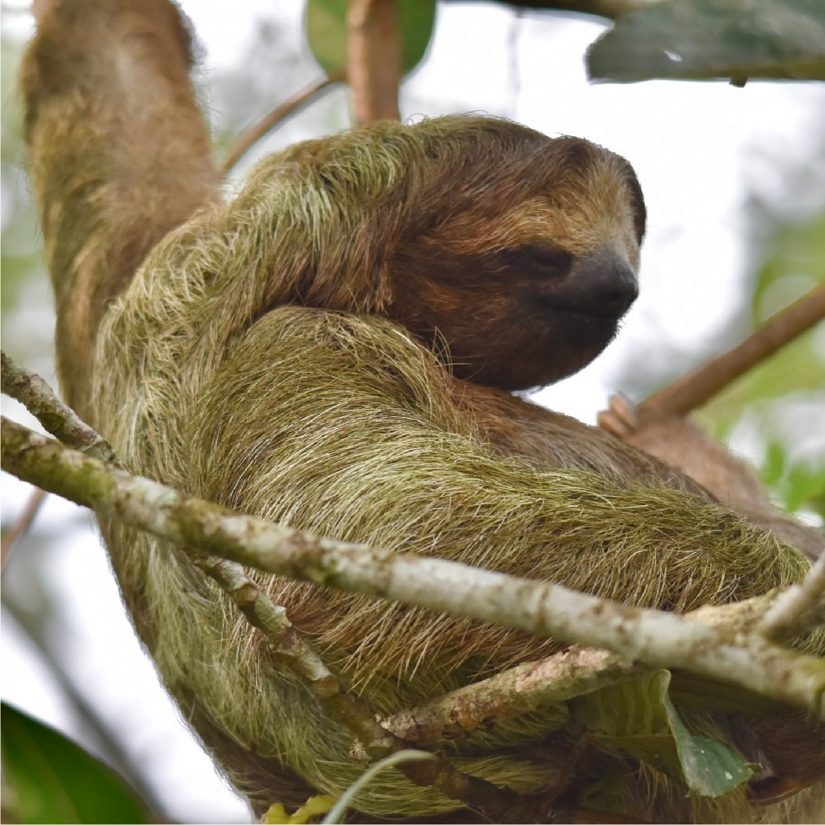 Sloth in canopy